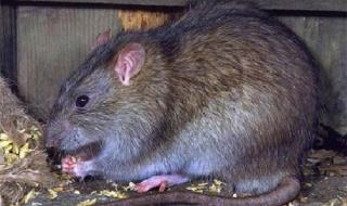 属鼠2024年整体运势 属鼠2024年整体运势